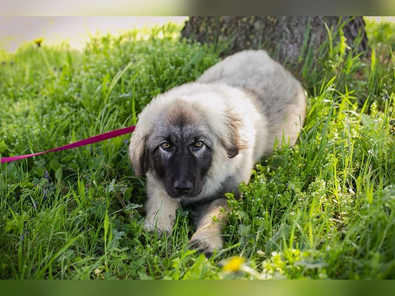 Moon: Hundekind sucht ein Zuhause