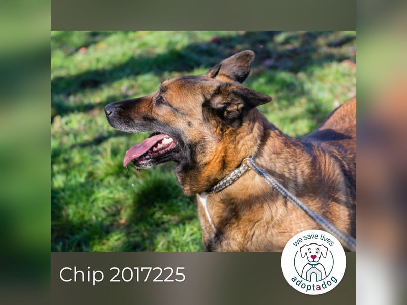 Chip 2017225: Sucht ein Zuhause