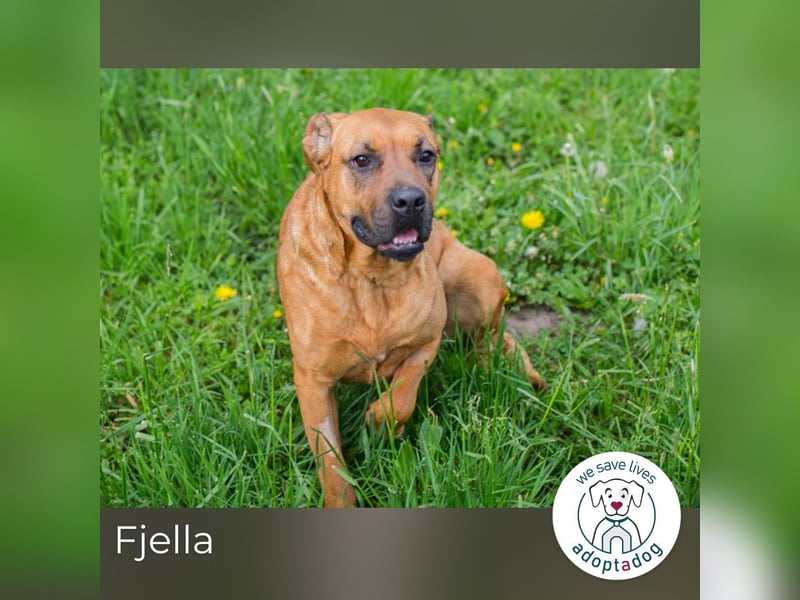 Fjella: Sucht ein Zuhause