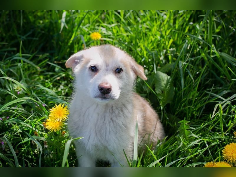Schnuggi: Hundekind sucht ein Zuhause