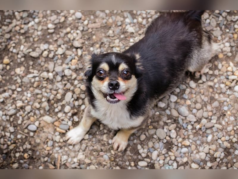 Chip 232012: Hundekind sucht ein Zuhause