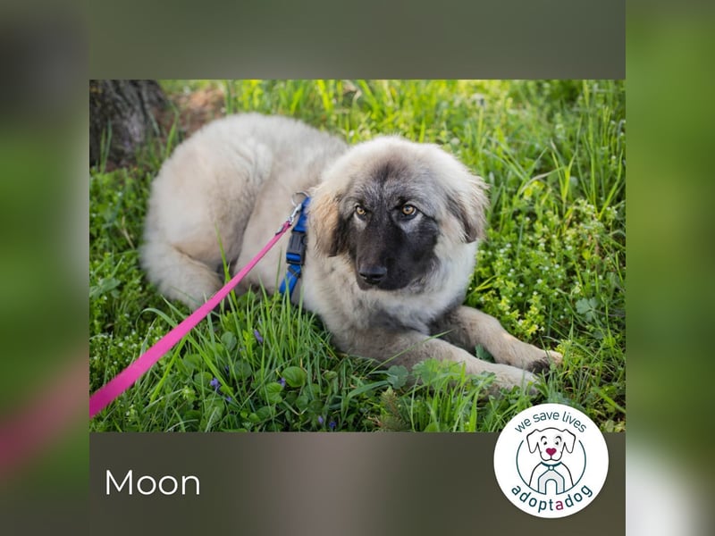 Moon: Hundekind sucht ein Zuhause