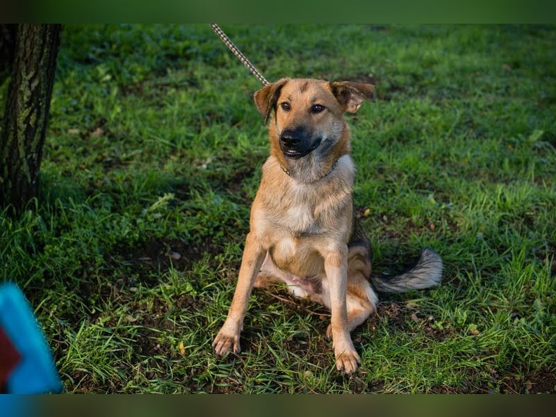 Shanti: Fröhliche Hündin