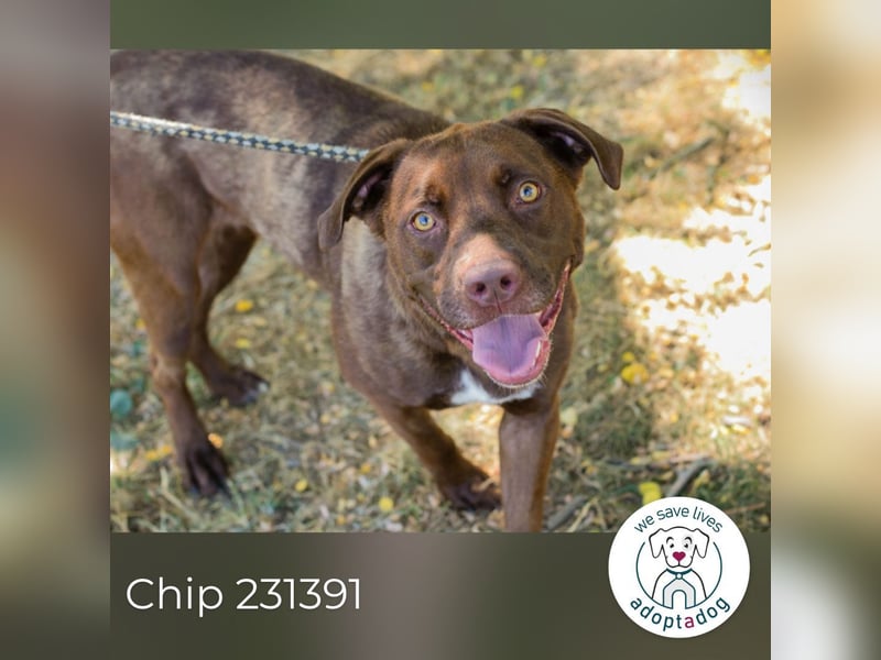 Chip 231391: sucht ein Zuhause