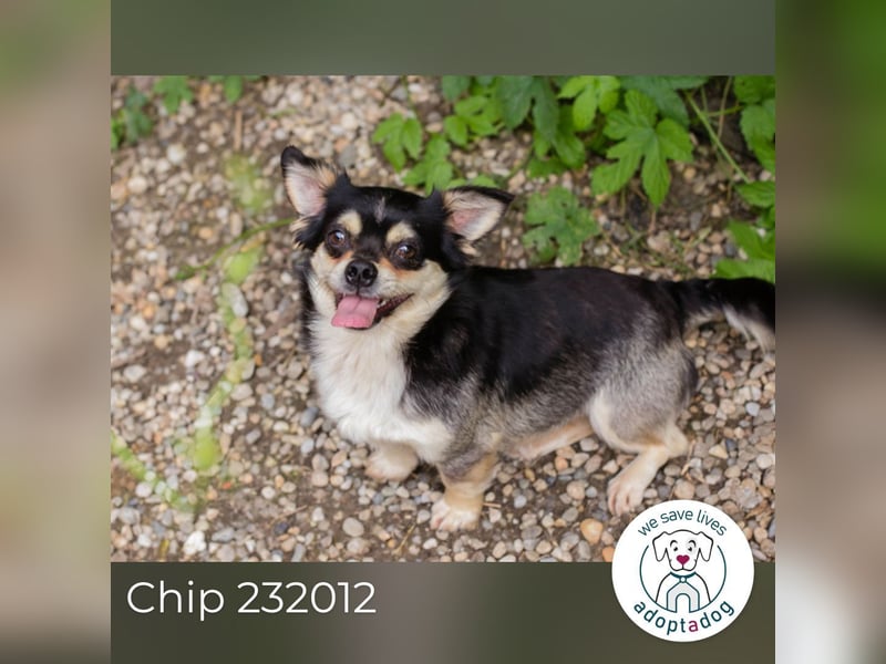 Chip 232012: Hundekind sucht ein Zuhause