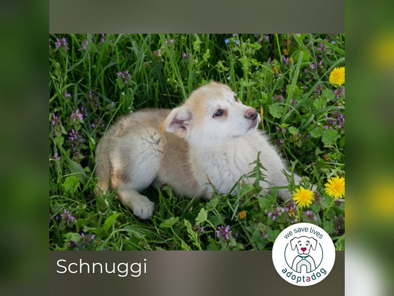 Schnuggi: Hundekind sucht ein Zuhause