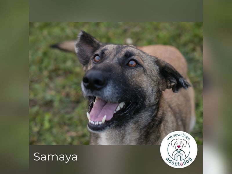 Samaya: sucht ein Zuhause