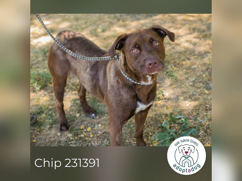 Chip 231391: sucht ein Zuhause