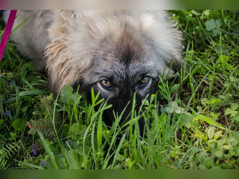 Moon: Hundekind sucht ein Zuhause