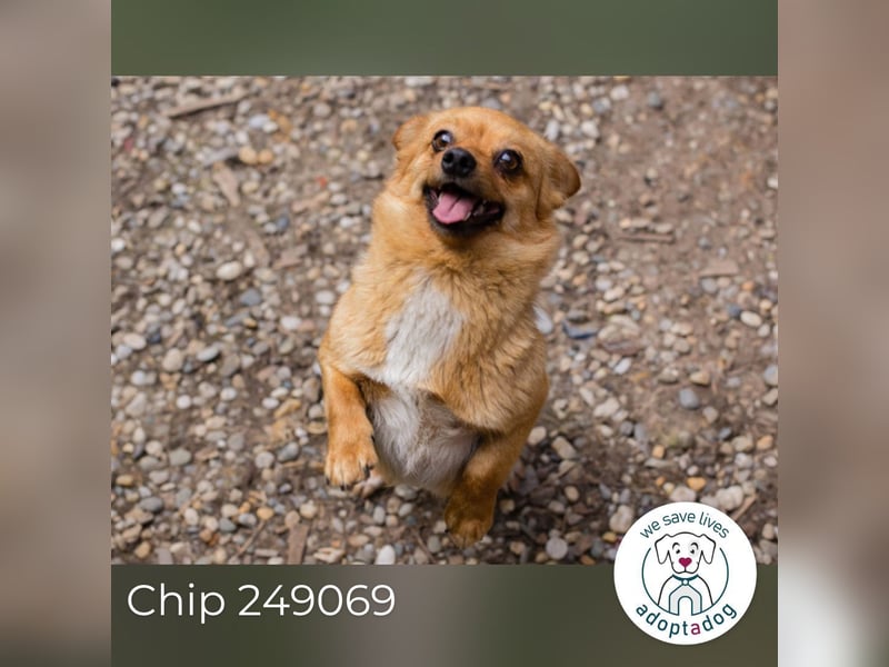 Chip 249069: Hundekind sucht ein Zuhause
