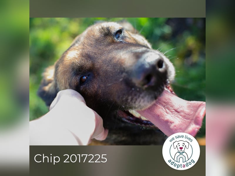 Chip 2017225: Sucht ein Zuhause