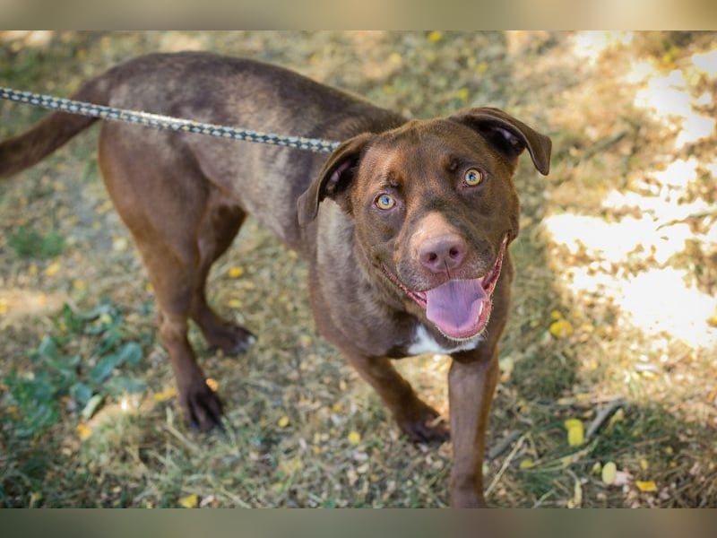 Chip 231391: sucht ein Zuhause