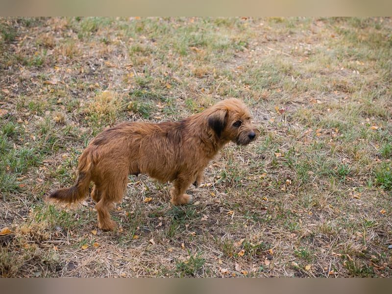 Chip 230472: sucht ein Zuhause