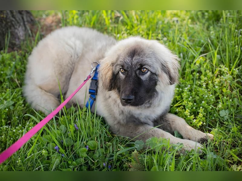 Moon: Hundekind sucht ein Zuhause