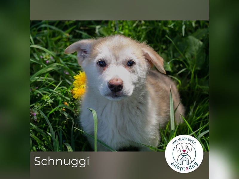 Schnuggi: Hundekind sucht ein Zuhause