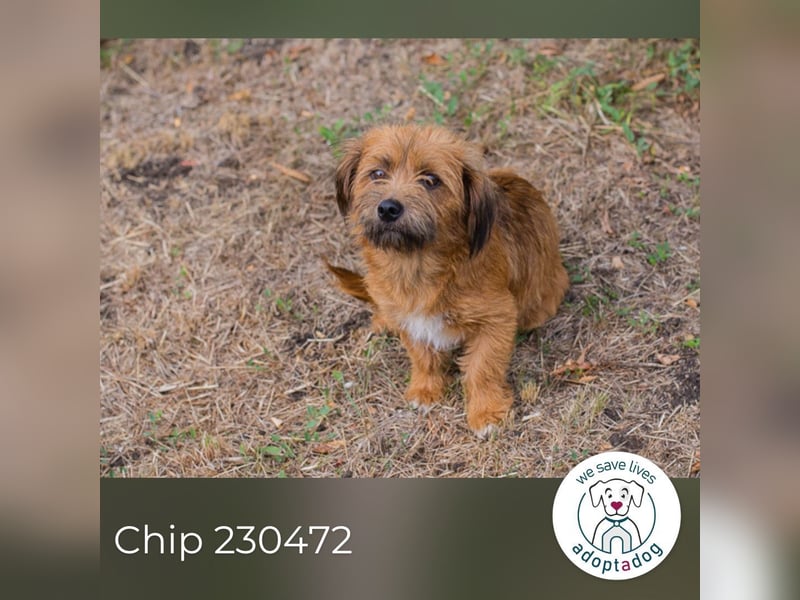 Chip 230472: sucht ein Zuhause