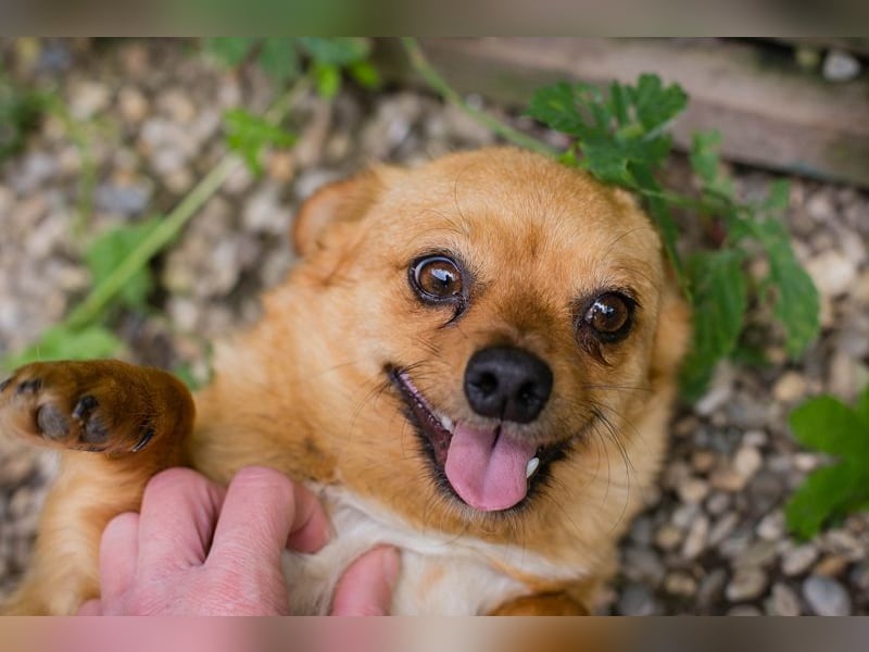 Chip 249069: Hundekind sucht ein Zuhause