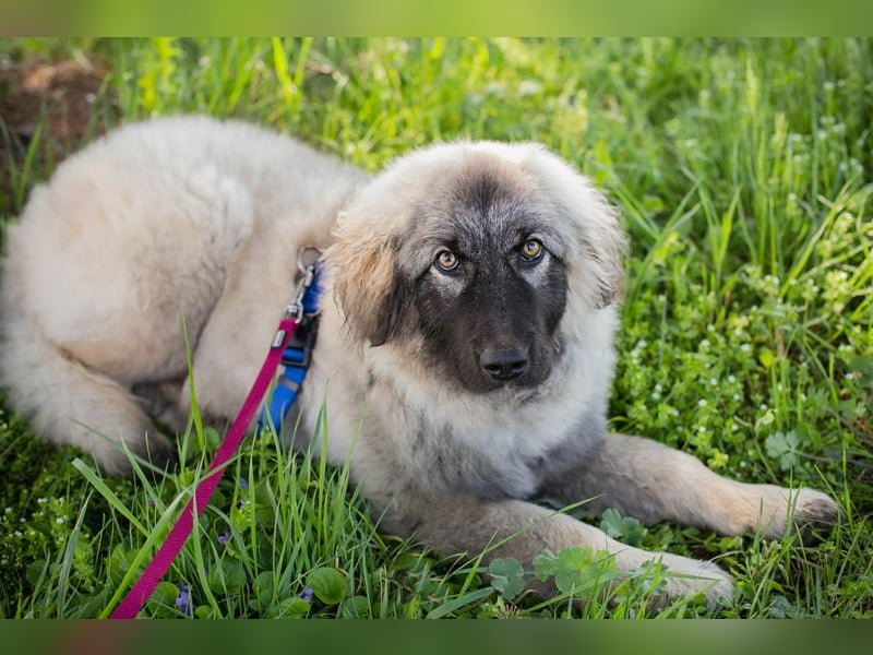 Moon: Hundekind sucht ein Zuhause
