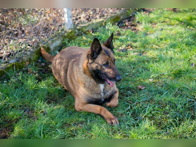 Chip 2017225: Sucht ein Zuhause
