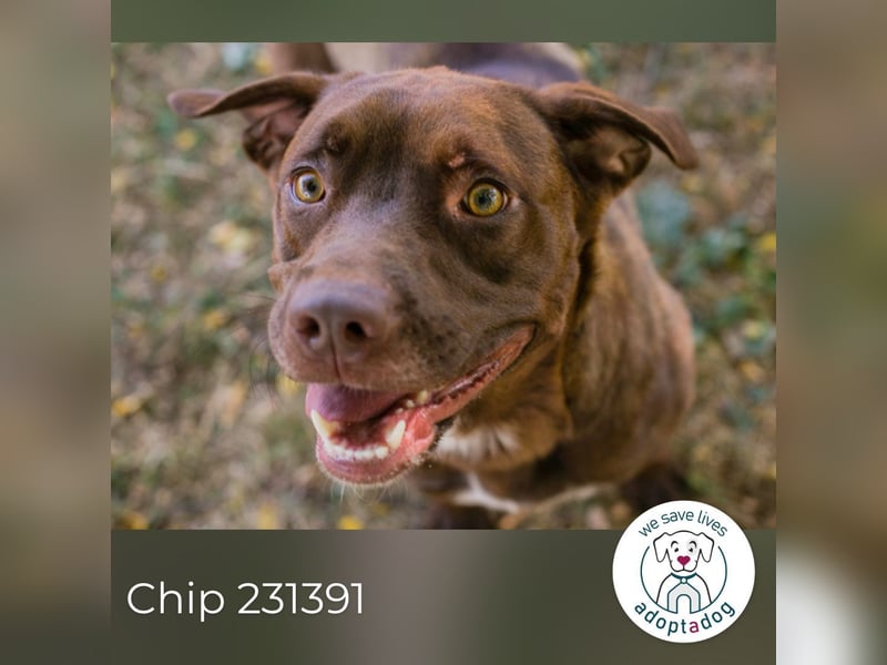 Chip 231391: sucht ein Zuhause