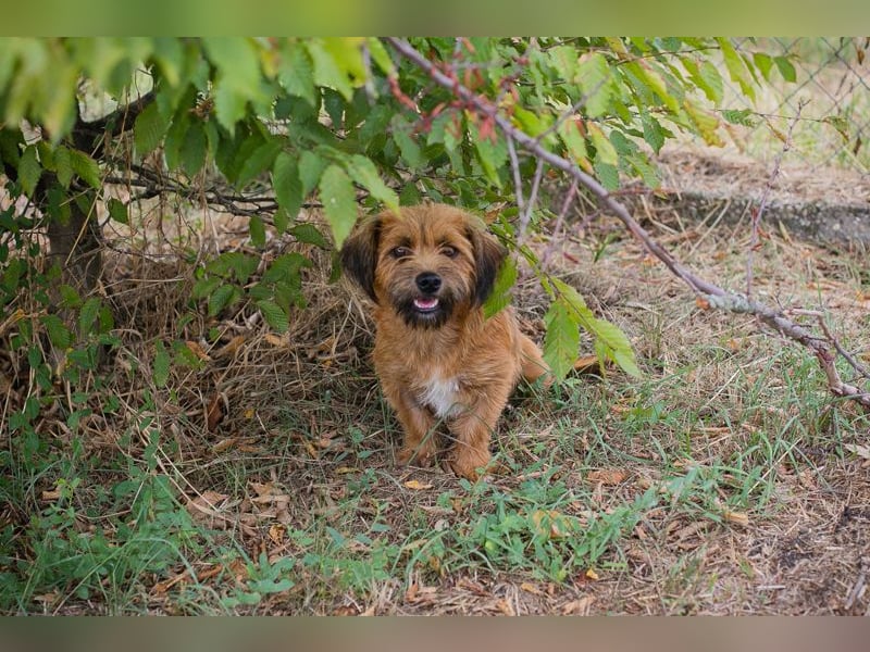Chip 230472: sucht ein Zuhause