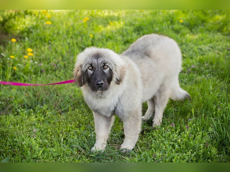 Moon: Hundekind sucht ein Zuhause