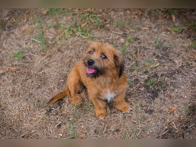 Chip 230472: sucht ein Zuhause