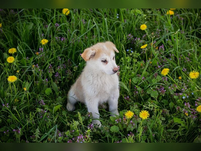 Schnuggi: Hundekind sucht ein Zuhause