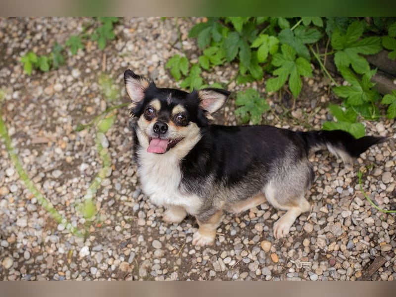 Chip 232012: Hundekind sucht ein Zuhause