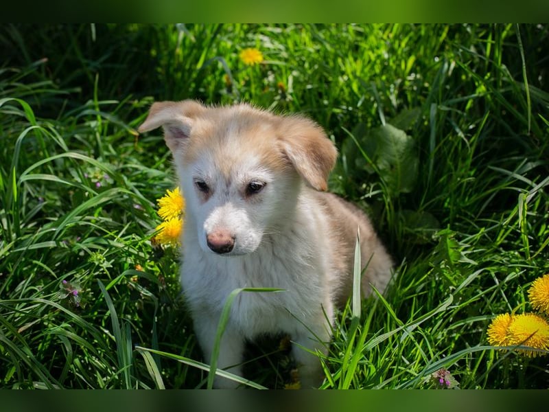 Schnuggi: Hundekind sucht ein Zuhause
