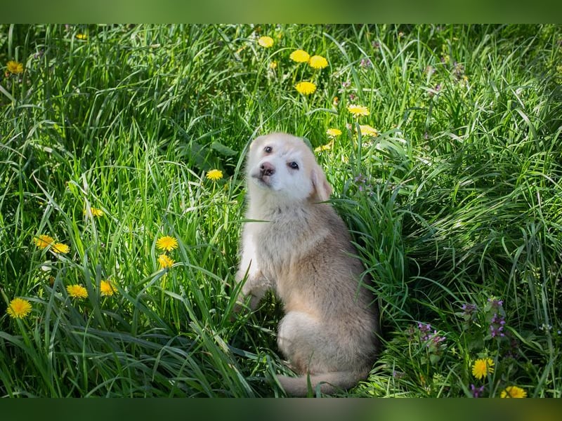 Schnuggi: Hundekind sucht ein Zuhause
