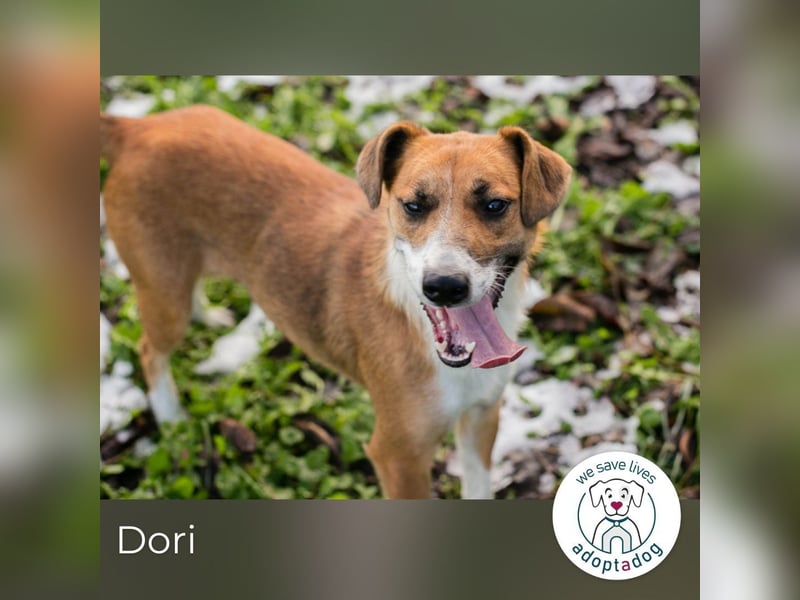 Dori: Bereit für ein neues Abenteuer