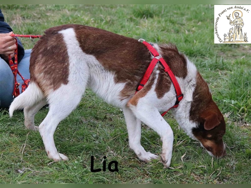Lia - sucht einen Platz in deinem Herzen
