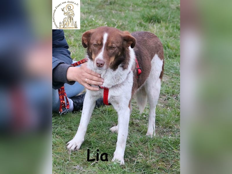 Lia - sucht einen Platz in deinem Herzen