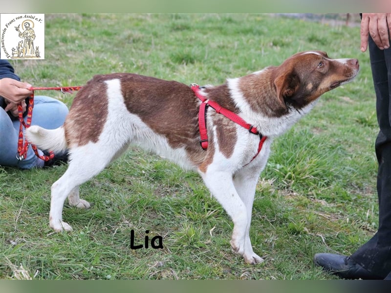 Lia - sucht einen Platz in deinem Herzen