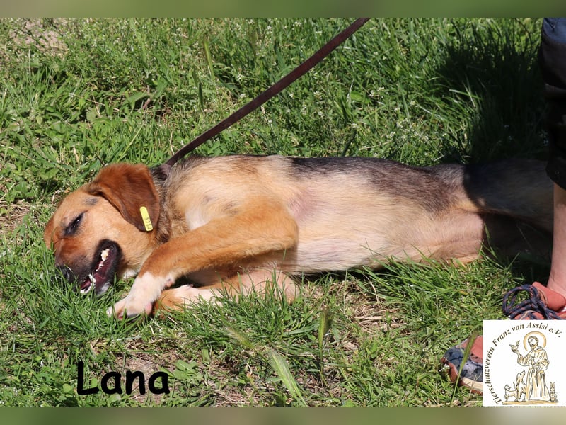 Lana – hübsch und anschmiegsam