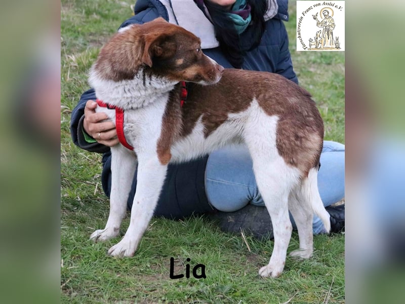 Lia - sucht einen Platz in deinem Herzen