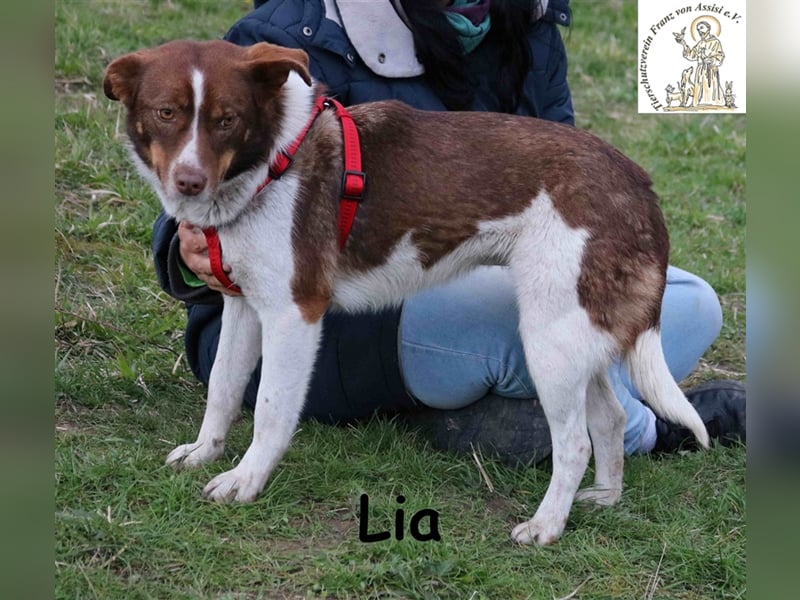 Lia - sucht einen Platz in deinem Herzen