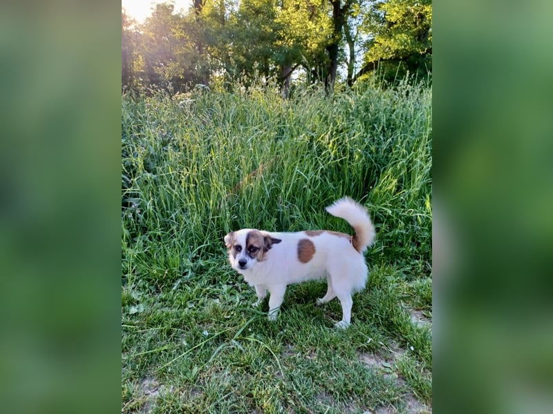 SUZY - kleine Hundedame auf großer Glückssuche