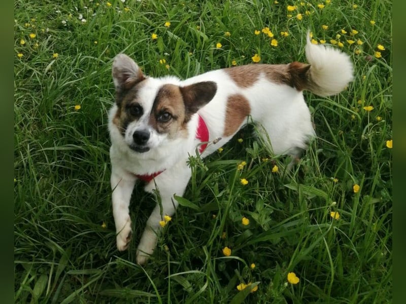 SUZY - kleine Hundedame auf großer Glückssuche