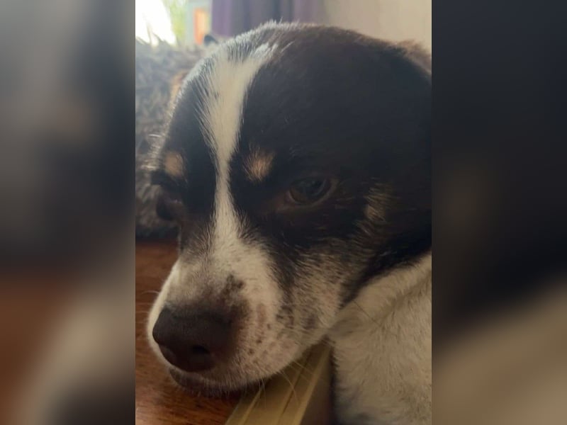 HAZEL, junggebliebene Lady mit charmantem Überbiss sucht Familienanschluss!