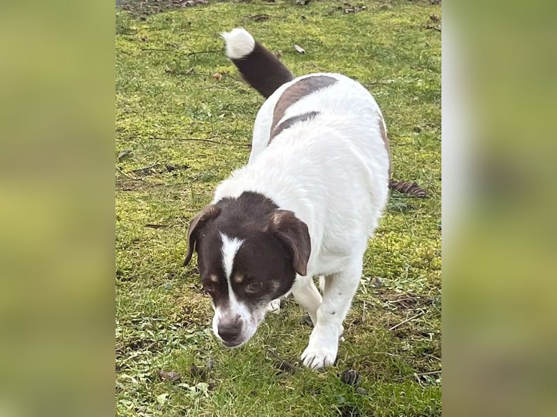 HAZEL, junggebliebene Lady mit charmantem Überbiss sucht Familienanschluss!