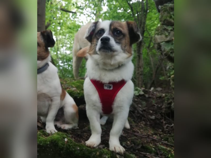 SUZY - kleine Hundedame auf großer Glückssuche