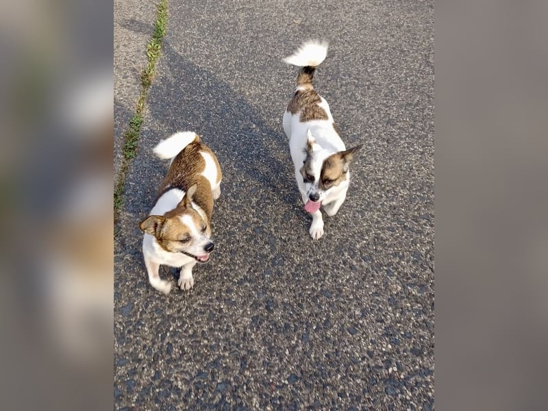 SUZY - kleine Hundedame auf großer Glückssuche