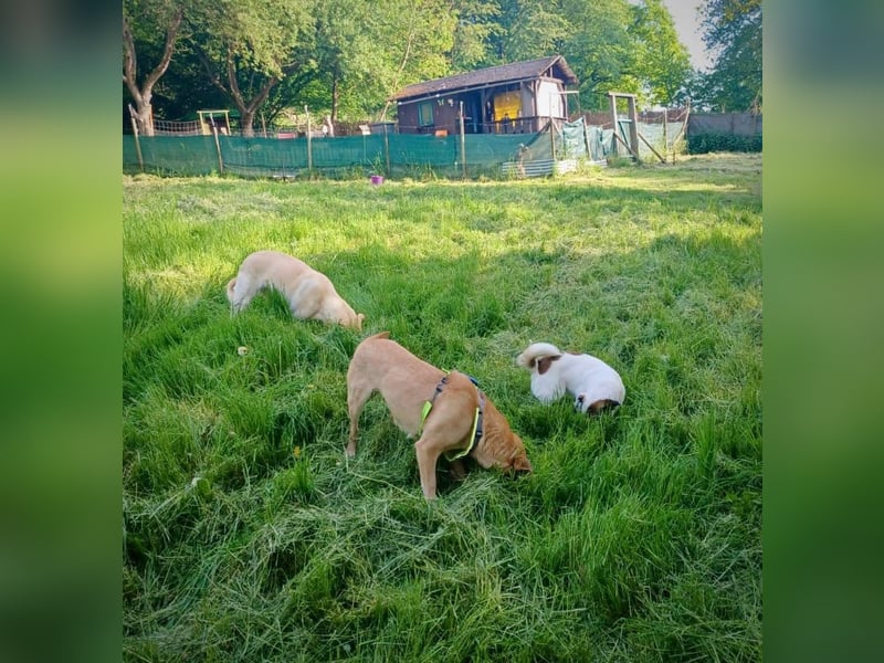 SUZY - kleine Hundedame auf großer Glückssuche