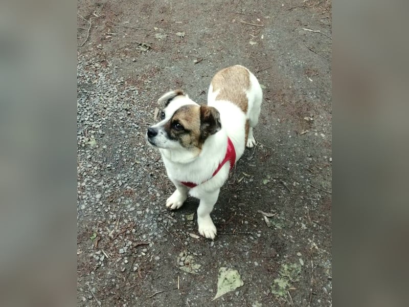 SUZY - kleine Hundedame auf großer Glückssuche