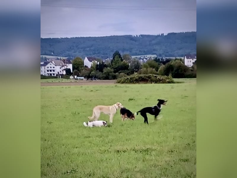 SUZY - kleine Hundedame auf großer Glückssuche