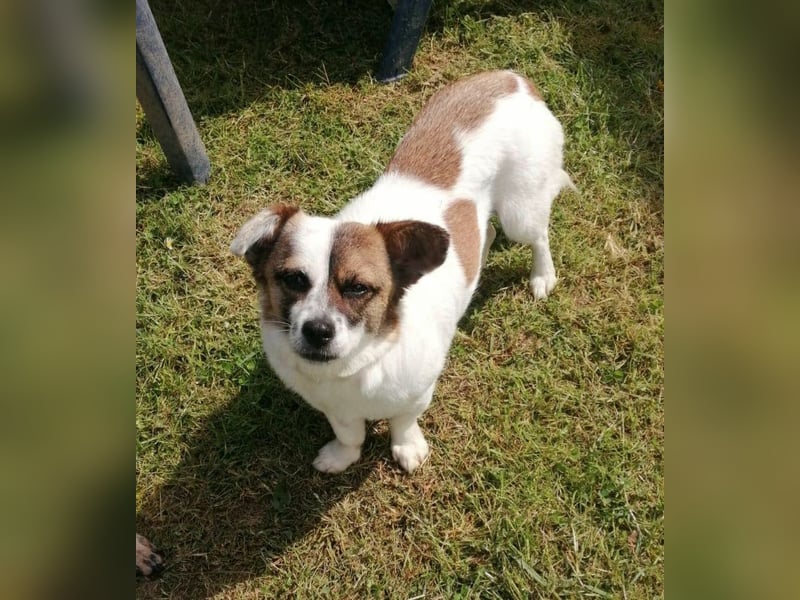SUZY - kleine Hundedame auf großer Glückssuche