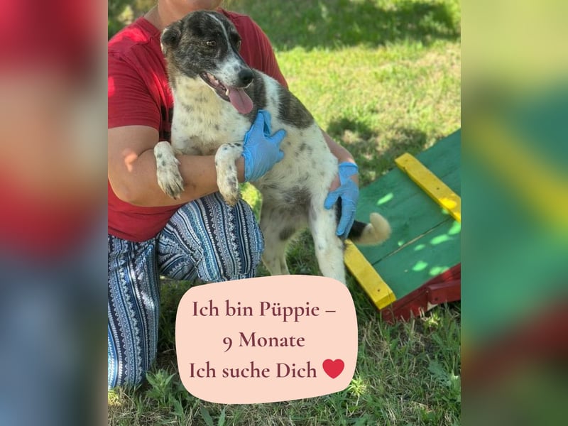 Püppie - 9 Monate - mittelgroß