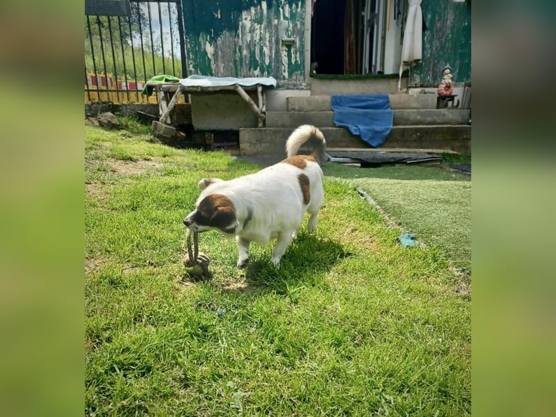 SUZY - kleine Hundedame auf großer Glückssuche